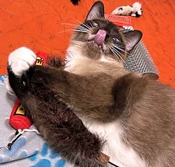 Photo of Ms. Xena