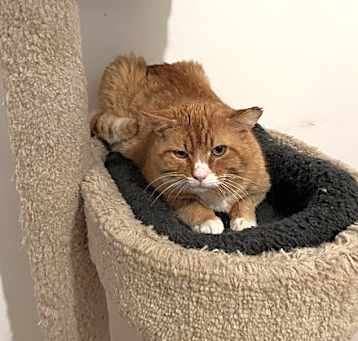 Photo of Horace
