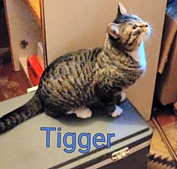 Photo of Tigger