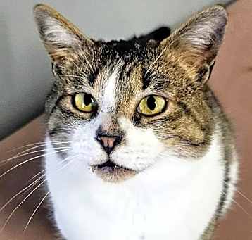 Photo of Cupcake