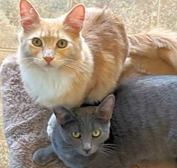 Photo of Pebbles