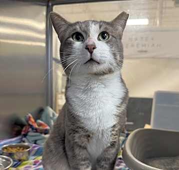 Photo of Spoinky