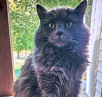 Photo of Fluffy