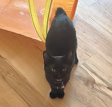 Photo of Bear bonded with Mimi