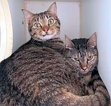 Photo of Maui (Bonded w/Basil)