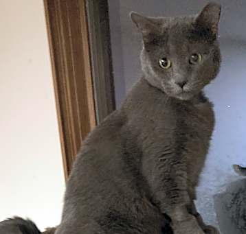 Photo of Grey
