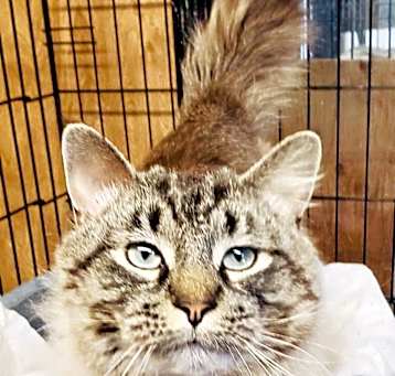 Photo of Nimbus