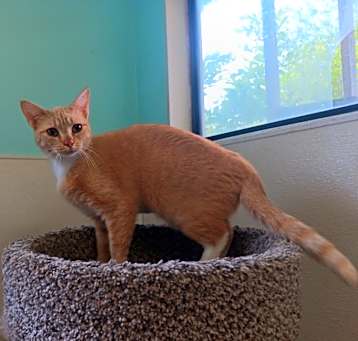 Photo of Whisper