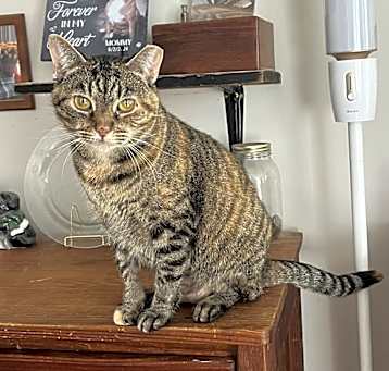 Photo of Cannoli