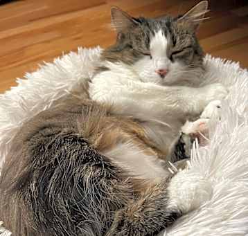Photo of Mia