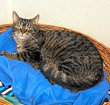 Photo of Frankie