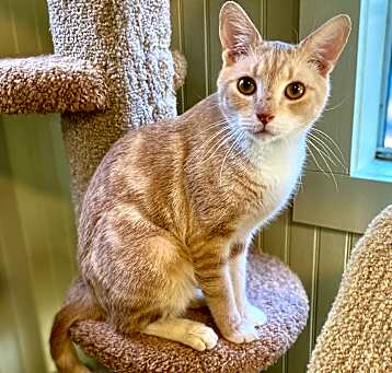 Photo of Queso