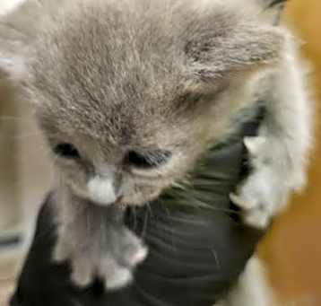 Photo of A927386
