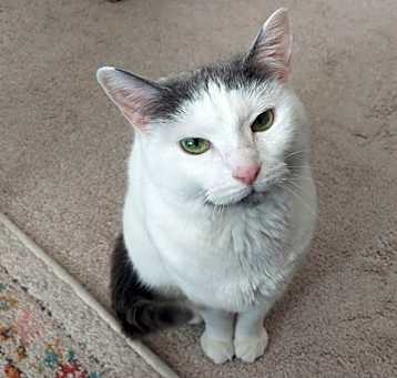 Photo of Cupcake
