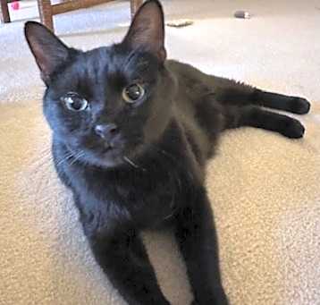 Photo of Shadow