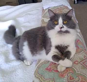 Photo of Oliver