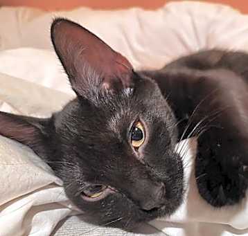 Photo of SPRITE - Bonded with Soot