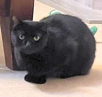 Photo of Abby Cadabby (Barn Kitty)