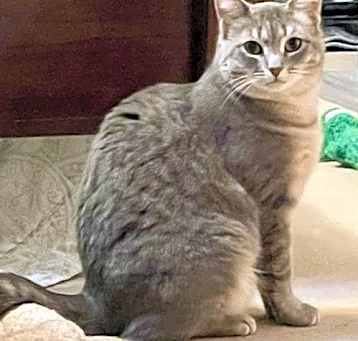 Photo of Telly (Barn Kitty)