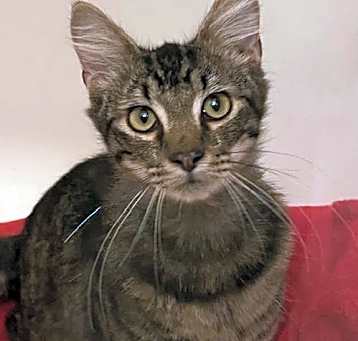 Photo of DORIAN