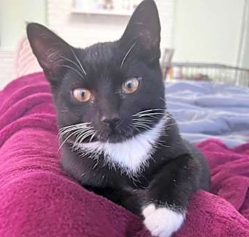 Photo of Franklin