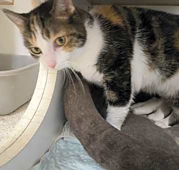 Photo of Scout