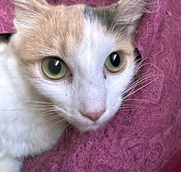 Photo of Honeycrisp