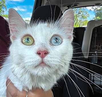 Photo of Honeydew
