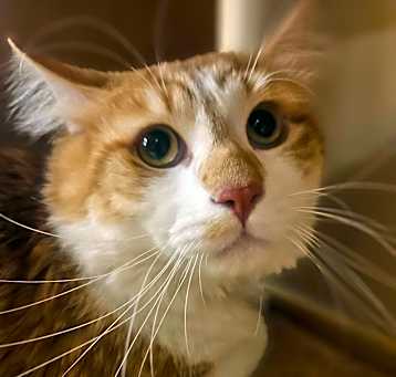 Photo of Rusty