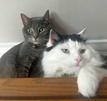 Photo of Oreo and Ziggy