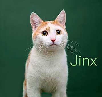 Photo of Jinx