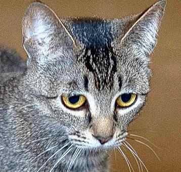 Photo of Tinkerbell