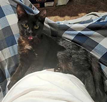Photo of Ginger
