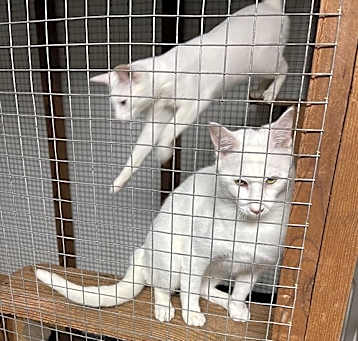 Photo of Vesper and Vicente