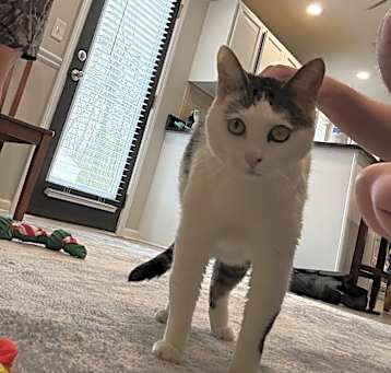 Photo of Ruby