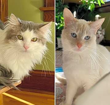 Photo of Muffin / Ryker