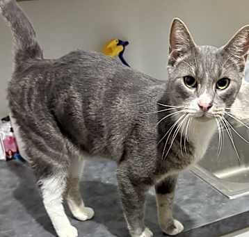 Photo of Remington