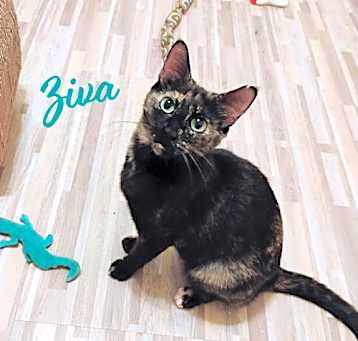 Photo of Ziva #lovey-dovey