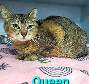 Photo of Queen