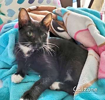 Photo of Calzone