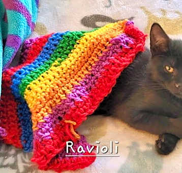 Photo of Ravioli