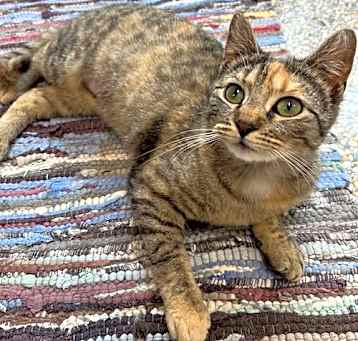 Photo of Penny