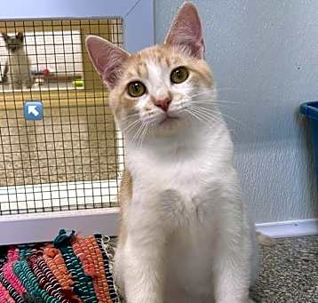Photo of Marvin