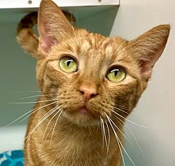 Photo of Pippin