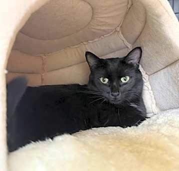 Photo of Fig