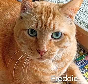 Photo of Freddie