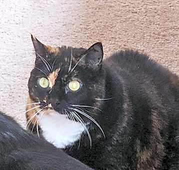 Photo of Cami