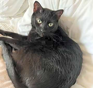 Photo of Licorice and Star