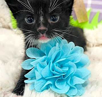 Photo of Lotus