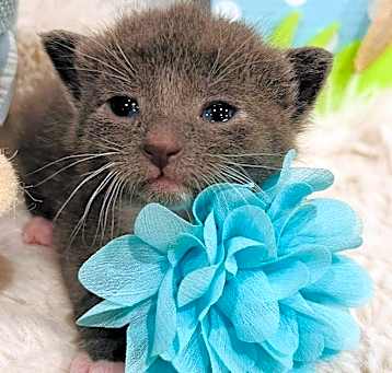Photo of Snowdrop